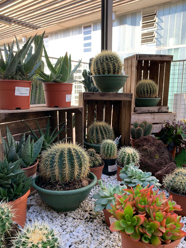 Cactus y suculentas del centro de jardinería FUPAR